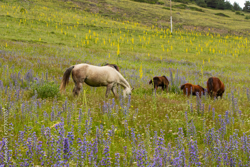 A herd of horses roaming freely through the spectacular mountain landscapes of Tusheti