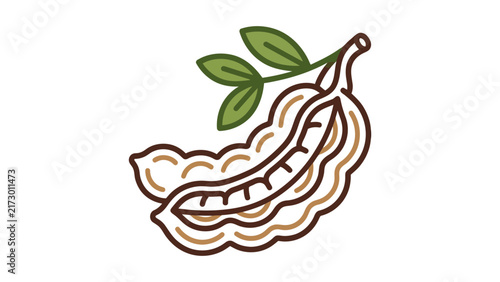 Tamarind Pod Vector Illustration