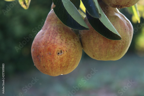 Obraz na plátně Hole caused by insects eating ripe Williams or Bartlett pear on branch in the orchard