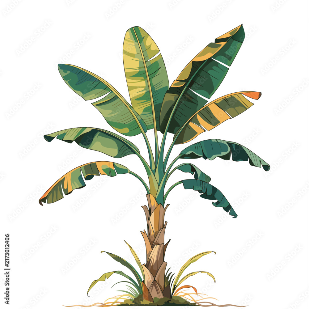 Obraz premium Tropical Banana Tree Illustration, Exotic Banana Plant with Large Green Leaves and Natural Trunk Isolated on White Background