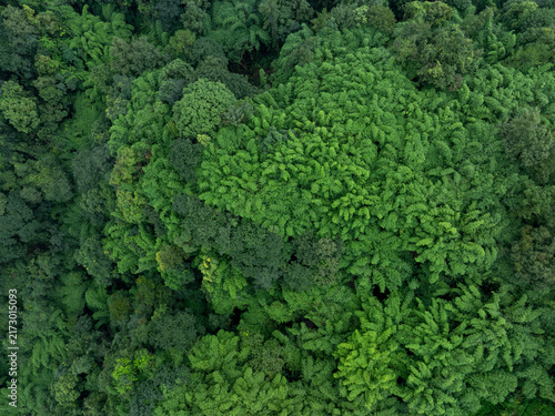 Photography Aerial view of beautiful bamboo forest landscape in China
