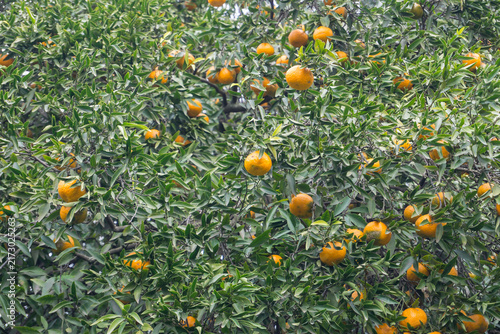 Wild Mandarin Orange Tree with Abundant Fruit