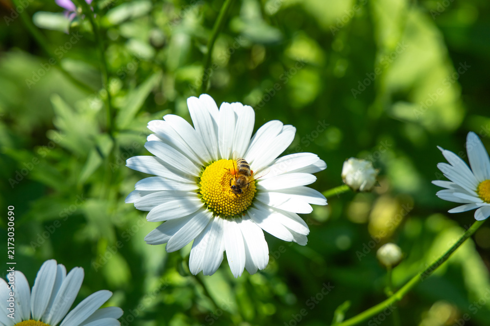 Obraz premium Bee collects pollen from a white flower in a garden during a sunny day in springtime