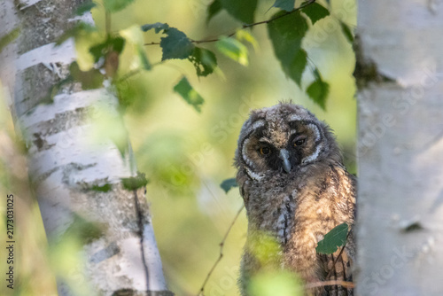 Foto A close-up portrait of a fluffy juvenile long-eared owl (Asio otus) fledgling perched on a branch between birch tree stems, looking into the camera lens in warm summer evening light