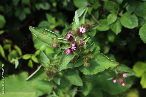 Foto Purple Flowers of common burdock in the meadow. Arctium minus