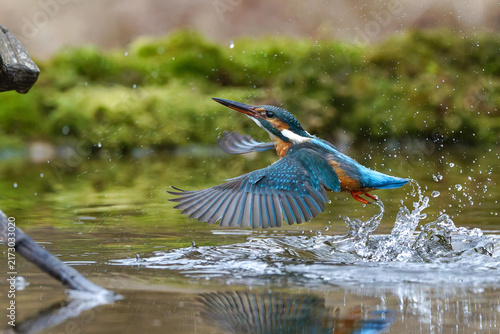 Tapety artystyczne Eisvogel 