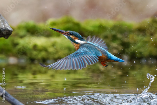 Naklejka Eisvogel 