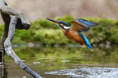 Naklejka Eisvogel 