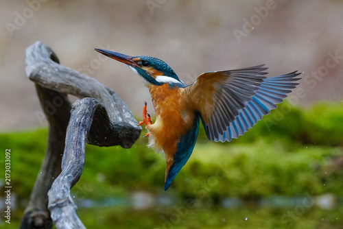 Naklejka Eisvogel 