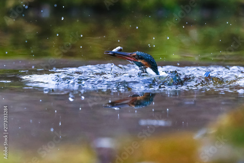 Photography Eisvogel (Alcedo atthis) Weibchen