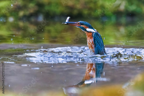 Photography Eisvogel (Alcedo atthis) Weibchen