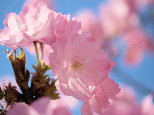 晴れた4月に美しく咲いたピンク色の桜の花「紅豊（ベニユタカ）」