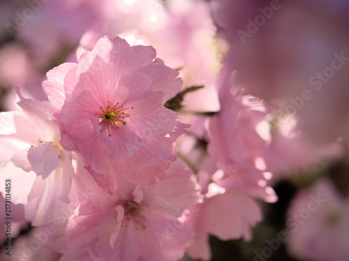 晴れた4月に美しく咲いたピンク色の桜の花「紅豊（ベニユタカ）」