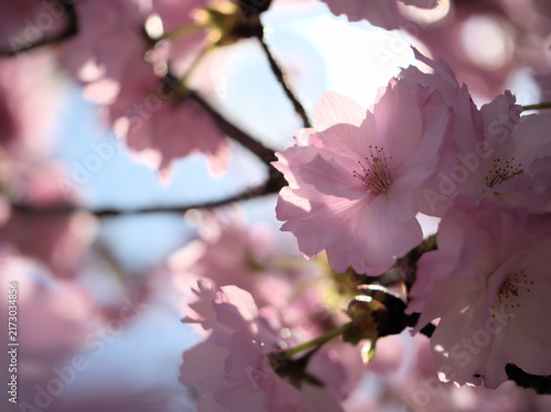 晴れた4月に美しく咲いたピンク色の桜の花「紅豊（ベニユタカ）」