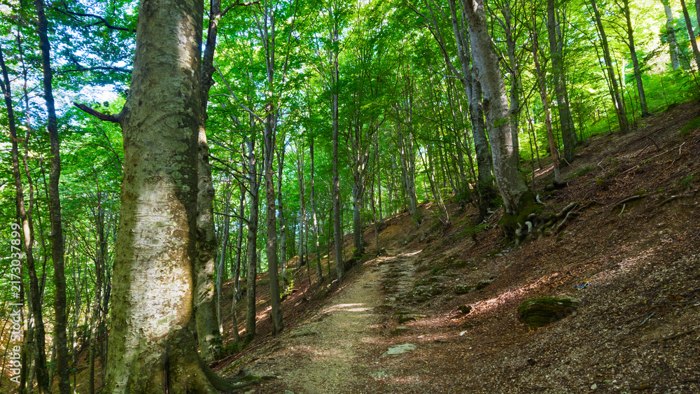Fototapeta premium Hiking in the beech forest of Val di Ranco - Umbria - Italy