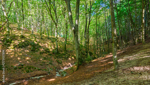 Fotografía Hiking in the beech forest of Val di Ranco - Umbria - Italy