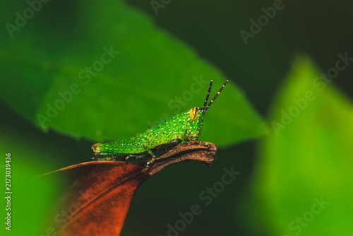 Konstfotografi Side view macro shot of a spotted green grasshopper nymph resting on a withered