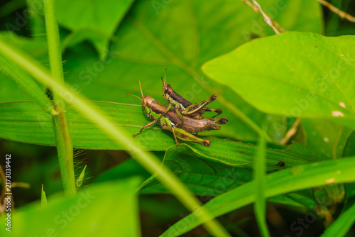 Foto Macro view of a pair of grasshoppers mating on a vibrant green leaf in natural h
