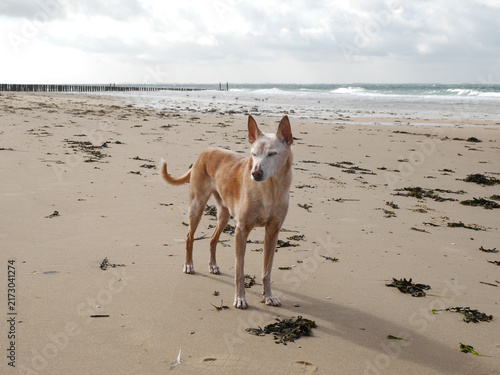 Senior Hund am Meer bei einem Spaziergang am Strand - alter Hund, graues Fell an Schnauze und Pfoten	