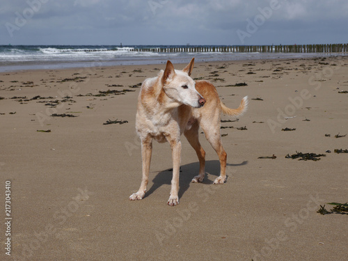Senior Hund am Meer bei einem Spaziergang am Strand - alter Hund, graues Fell an Schnauze und Pfoten	