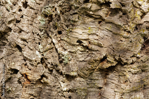 Fotografie Cork oak tree bark texture background
