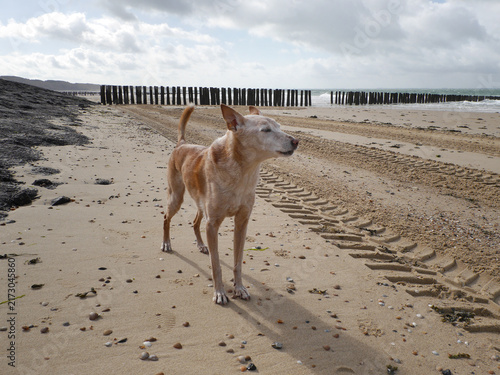 Senior Hund am Meer bei einem Spaziergang am Strand - alter Hund, graues Fell an Schnauze und Pfoten	
