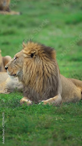 lion in the wild