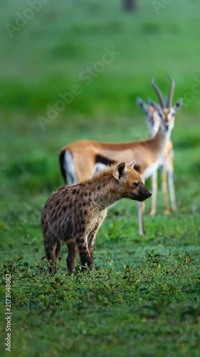 impala in the savannah
