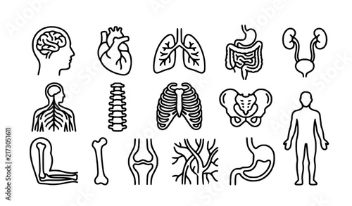 Human Anatomy Organs Line Icon Set with Brain Heart Stomach Lungs Bones and Nervous System
