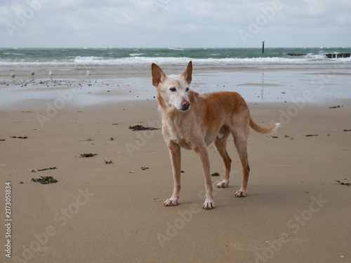 Senior Hund am Meer bei einem Spaziergang am Strand - alter Hund, graues Fell an Schnauze und Pfoten	