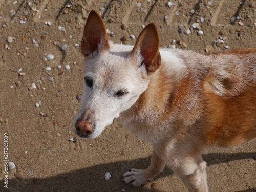 Senior Hund am Meer bei einem Spaziergang am Strand - alter Hund, graues Fell an Schnauze und Pfoten	