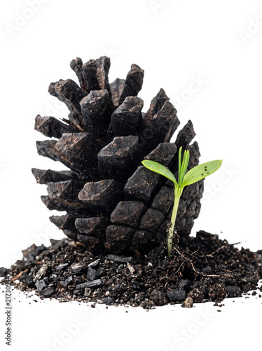 Pine Tree Seedling Sprouting from Soil beside Charred Pine Cone Isolated Transparent PNG