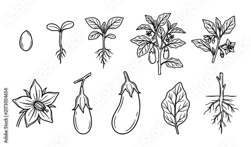 SEO Title:
Eggplant Plant Growth Flower Fruit and Botanical Outline Vector Illustration