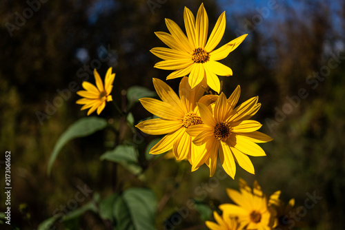 Фотография Close up view of bright yellow Jerusalem artichoke flowers Helianthus tuberosus