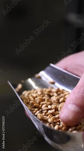 Vertical video. Close up of brewer's hands holding a scoop of malted barley, pouring the whole grains into a mill to prepare for the mashing process in a craft brewery, a crucial step in beer making