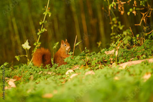 Canvastavla Red squirrel standing on the ground among lush green vegetation and low plants,