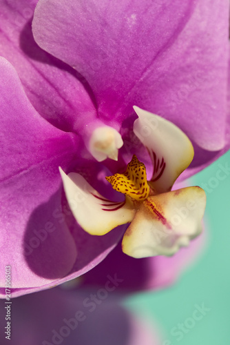 Obraz na płótnie Close-Up Pink Phalaenopsis Orchid Flower on Teal Background