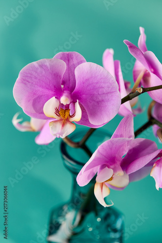Obraz na płótnie Close-Up Pink Phalaenopsis Orchid Flower on Teal Background