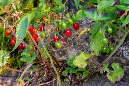 Foto Close-up of bittersweet nightshade plant (Solanum dulcamara) with ripening red and green berries, stems, and leaves growing against an old rustic stone wall outdoors