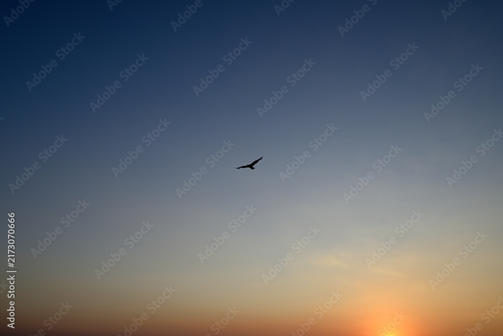 Fototapeta premium Seagull flying over italian beach at sundown. Marina di Torre del Lago Puccini, Tuscany, Italy.