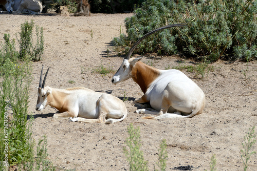 Fotografie Ritratto di un Antilope nota come orice con corna a scimitarra