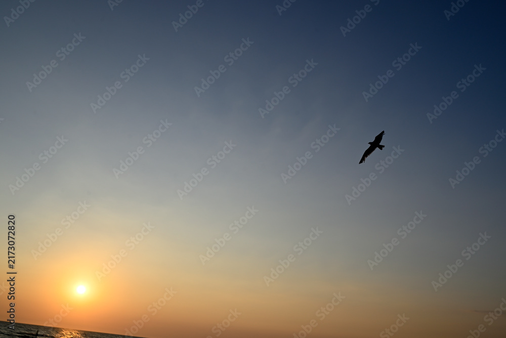 Naklejka premium Seagull flying over italian beach at sundown. Marina di Torre del Lago Puccini, Tuscany, Italy.