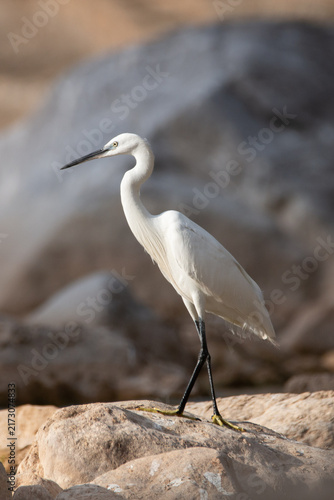 Cuadro en lienzo Elegant little egret Egretta garzetta standing in graceful pose on rock Greece
