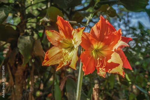 Cuadro en lienzo This close-up photo shows a perfectly blooming orange amaryllis lily in the sunlight against a blurry backdrop of green trees