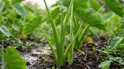 Vibrant green taro plant leaves growing in a moist farm field with dark soil and water puddles