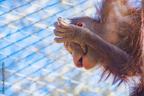 Photography Bornean orangutan (Pongo pygmaeus