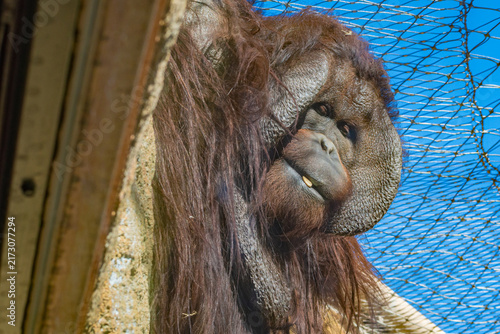 Obraz na plátně Bornean orangutan (Pongo pygmaeus