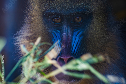 Fotografie mandrill (Mandrillus sphinx)