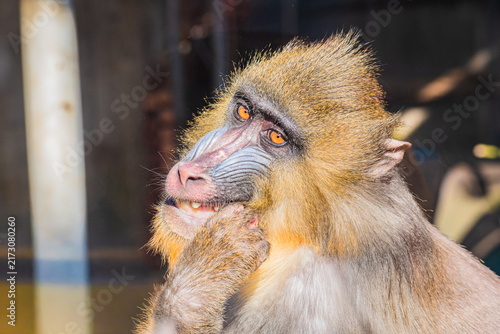 Canvas Print mandrill (Mandrillus sphinx)