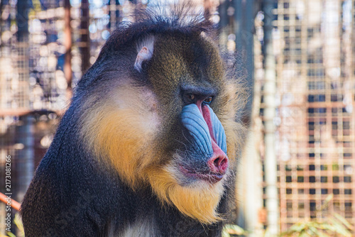 Photography mandrill (Mandrillus sphinx)